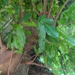 Ficus caulocarpa