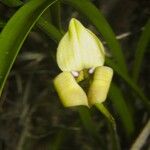 Maxillaria egertoniana Кветка