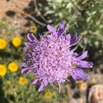 Lomelosia cretica Flor