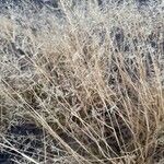 Eragrostis lehmanniana पत्ता