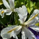 Iris orientalis Flower