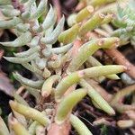 Petrosedum rupestre Φύλλο