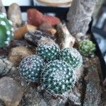 Mammillaria hahniana Frunză