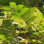 Toona sinensis Листок