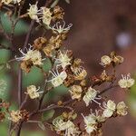 Julbernardia globiflora Floro