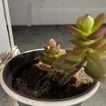 Sedum kimnachii List