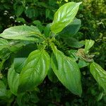 Rhamnus cathartica ഇല