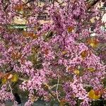 Cercis griffithii Kukka