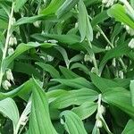 Polygonatum odoratum عادت