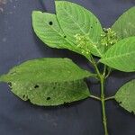 Psychotria microbotrys Otro