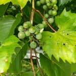 Vitis riparia Плод