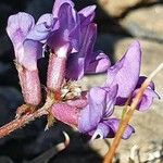 Oxytropis jacquinii ফুল