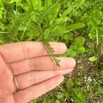 Achillea × roseoalba Leaf