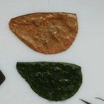 Cordia nodosa Blatt