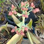 Kalanchoe gastonis-bonnieri Плод