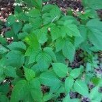 Toxicodendron rydbergii Leaf