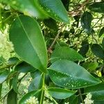 Ligustrum japonicumFulla