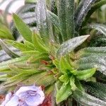 Lithodora zahnii Hoja