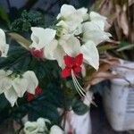 Clerodendrum thomsoniaeFlower