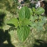 Lantana viburnoides برگ