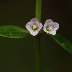 Congolanthus longidens Flower