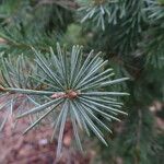 Picea breweriana Folha