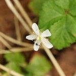 Rubus pedatus Flower