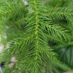 Cryptomeria japonica Blad