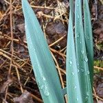 Narcissus pseudonarcissus Foglia