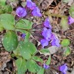 Pulmonaria officinalis Kukka