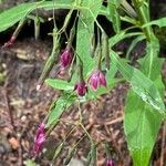 Prenanthes purpureaBlomst