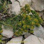 Euphorbia seguieriana Hábito