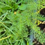 Achillea nobilis Leaf