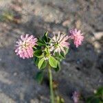 Trifolium resupinatum Цветок