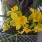 Cyrtopodium andersonii Çiçek