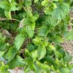 Lantana viburnoides Blad