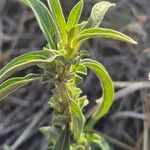 Meiosperma bracteatum Φύλλο