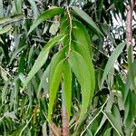 Melaleuca leucadendra ᱥᱟᱠᱟᱢ