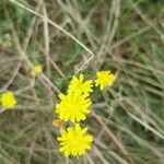 Crepis capillarisÇiçek