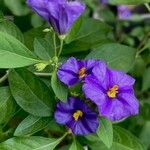 Lycianthes rantonnetii Fula