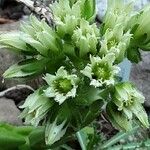 Sempervivum globiferum Λουλούδι