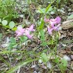 Vicia americana Yaprak