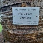 Butia capitata Bark