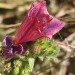 Echium creticum Flower