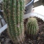 Echinopsis huascha Hoja
