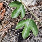 Passiflora manicata برگ