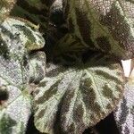 Begonia imperialis Hoja