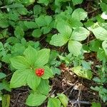 Cornus canadensis Habit