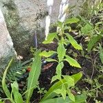 Eryngium foetidum Leaf