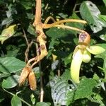 Mucuna mutisiana Autre